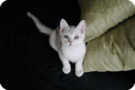 The Ultimate Burmilla Cat Guide: From Care to Personality